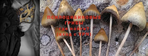 ешки Аркадак